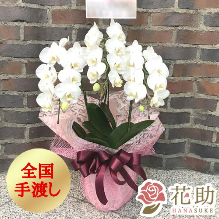 楽天市場 全国手渡し 配送無料 名札またはカード付き 画像報告 フラワーコンシェルジュが厳選した花屋のミディ胡蝶蘭 3本立ち 円 日時指定可能 開店祝い 移転祝い 全国配達 花助 フラワースタンド花専門店