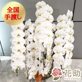 【送料無料・手渡しお届け】お祝い 花助が厳選した花屋の胡蝶蘭5本立ち 70輪以上 [ L ] 70000円 開店祝い 就任祝い 当日配達 開業祝い 開院祝い お祝い お供え 誕生日 移転祝い 受賞 就任祝い 当選祝い 選挙