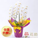 【送料無料・手渡しお届け】お祝い 花助が厳選した花屋の胡蝶蘭3本立ち 25輪以上 [ S ] 20000円 開店祝い 就任祝い 当日配達 開業祝い 開院祝い お祝い お供え 誕生日 移転祝い 受賞 就任祝い 当選祝い 選挙