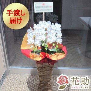 生花 3本立ち 胡蝶蘭の人気商品 通販 価格比較 価格 Com