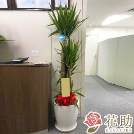 楽天市場 観葉植物 宅配の通販 楽天市場 観葉植物 宅配の通販