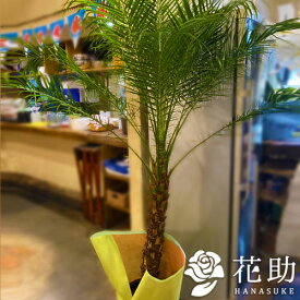 楽天市場 フェニックス 観葉植物 花 観葉植物 花 ガーデン Diy の通販