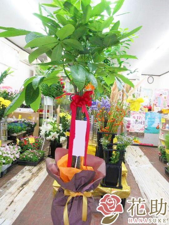 楽天市場】【送料無料・手渡しお届け】観葉植物 大型 パキラ 開店祝い 