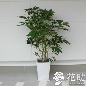 楽天市場 観葉植物 種類 植物 ツピダンサス 高さ 植物 131cm 花 観葉植物 花 ガーデン Diy の通販 楽天市場 観葉植物 種類 植物 ツピダンサス 高さ 植物 131cm 花 観葉植物 花 ガーデン Diy の通販