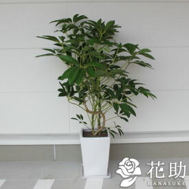 楽天市場 観葉植物 種類 植物 ツピダンサス 高さ 植物 131cm 花 観葉植物 花 ガーデン Diy の通販