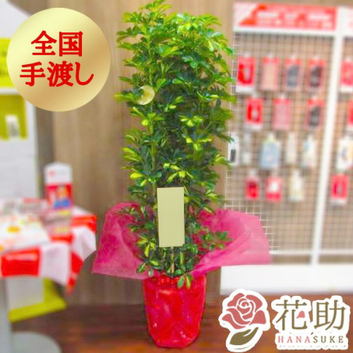 楽天市場 手渡し 開店祝い 大型 フラワーコンシェルジュが厳選した花屋のおまかせ観葉植物 円 高さ130cm前後 目安 無料ラッピング 日時指定可能 移転祝い 引越し祝い 全国配達 配送無料 名札またはカード付き 画像報告 花助 フラワースタンド花専門店