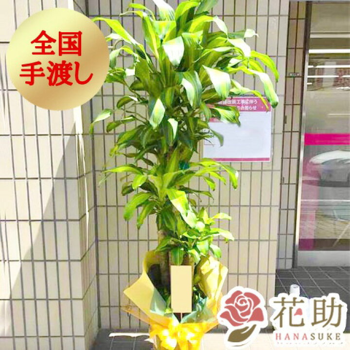 楽天市場 手渡し 観葉植物 大型 マッサン 開店祝い 花助が厳選した花屋の観葉植物 マッサン 円 大型 高さ180cm 目安 お祝い 移転祝い 引越し祝い リニューアル 配送無料 名札またはカード付き 画像報告 無 花助 フラワースタンド花専門店