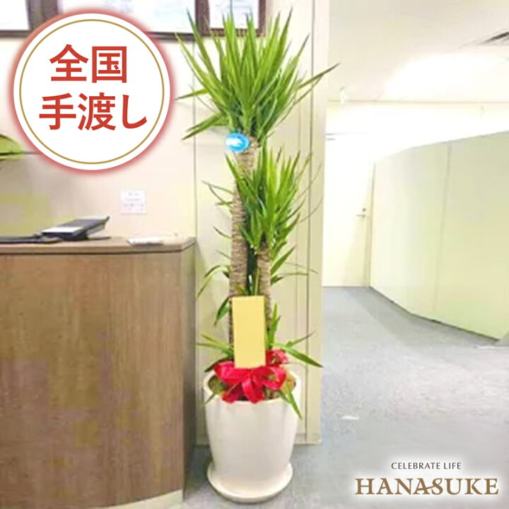 お祝い 花 100cm 円 あす楽対応 カード無料 フラワーギフト フラワーコンシェルジュが厳選した花屋のおまかせ観葉植物 名古屋 名札 名札またはカード付き 大型 大阪 引越し 引越し祝い 当日 日付指定 日時指定可能 札幌 東京 横浜 無料ラッピング 画像報告 画像送信