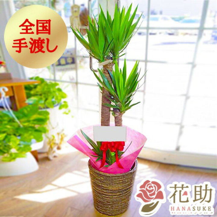 楽天市場 手渡し 開店祝い 大型 フラワーコンシェルジュが厳選した花屋のおしゃれな鉢カバー付き おまかせ観葉植物 100円 高さ100cm前後 目安 あす楽対応 無料ラッピング 日時指定可能 配送無料 名札またはカード付き 画像報告 花助 フラワースタンド花専門店