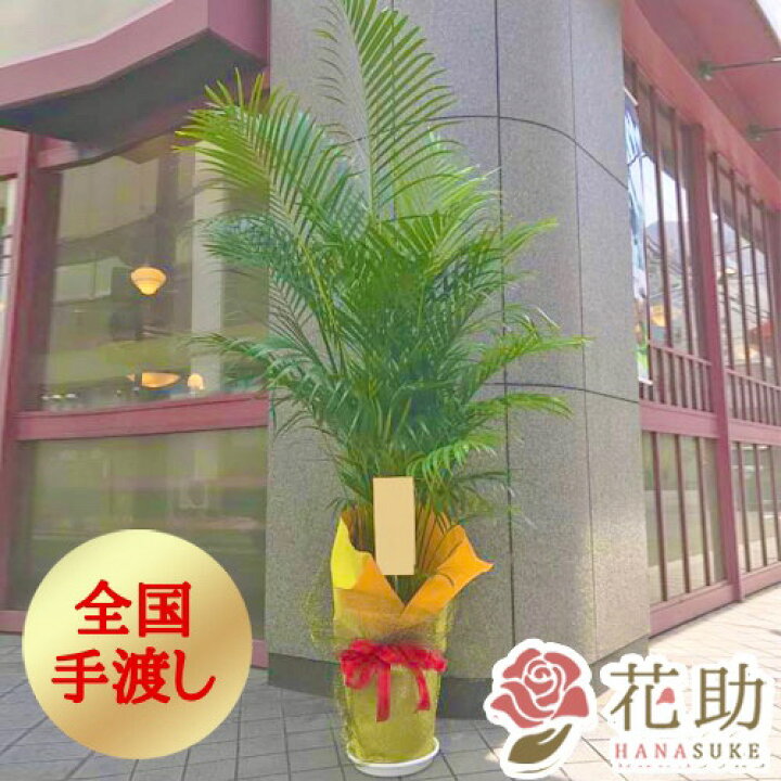 楽天市場 販売期間6 1 10 31 手渡し 観葉植物 大型 アレカヤシ 開店祝い 花助が厳選した花屋の観葉植物 アレカヤシ 円 高さ180cm 目安 お祝い 移転祝い 引越し祝い リニューアル 配送無料 名札またはカード付き 画像報告 無料ラッピング 日時指定可能