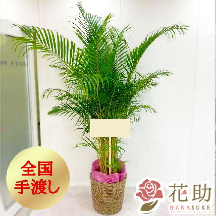 楽天市場 販売期間6 1 10 31 手渡し 観葉植物 大型 アレカヤシ 開店祝い 花助が厳選した花屋のおしゃれな鉢カバー付き観葉植物 アレカヤシ 000円 大型 高さ180cm 目安 お祝い 移転祝い 引越し祝い リニューアル 配送無料 名札またはカード付き 画像 花助