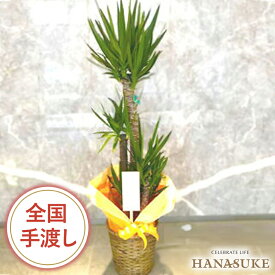 【送料無料・手渡しお届け】観葉植物 大型 開店祝い 花助が厳選した花屋のおしゃれな鉢カバー付きおまかせ観葉植物　20000円 (高さ180cm前後※目安) 無料ラッピング 日時指定可能 移転祝い リニューアル 配送無料 名札またはカード付き 画像報告