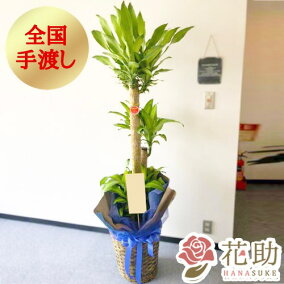 楽天市場 観葉植物 人気ランキング1位 売れ筋商品