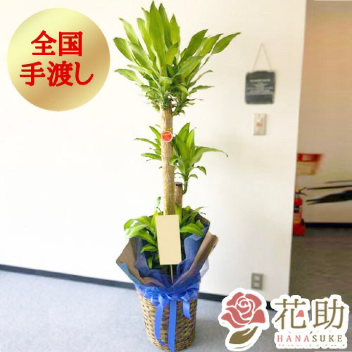 楽天市場 販売期間6 1 10 31 手渡し 観葉植物 大型 マッサン 開店祝い 花助が厳選した花屋の観葉植物 マッサン 円 大型 高さ180cm 目安 お祝い 移転祝い 引越し祝い リニューアル 配送無料 名札またはカード付き 画像報告 花助 フラワースタンド花専門店
