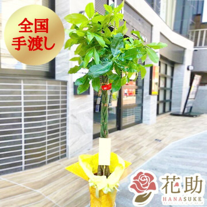 楽天市場 送料無料 手渡しお届け 観葉植物 大型 パキラ 開店祝い 花助が厳選した花屋の観葉植物 パキラ 円 高さ180cm 目安 お祝い 移転祝い 引越し祝い リニューアル 配送無料 名札またはカード付き 画像報告 無料ラッピング 日時指定可能 花助 フラワー
