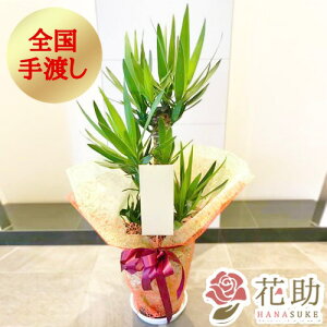 観葉植物 花の人気商品 通販 価格比較 価格 Com