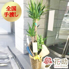 【送料無料・手渡しお届け】観葉植物 大型 ユッカ 開店祝い 花助が厳選した花屋のおしゃれな鉢カバー付き観葉植物[ユッカ] 25000円 (高さ180cm※目安) お祝い 移転祝い 引越し祝い リニューアル 配送無料 名札またはカード付き 画像報告 無料ラッピング 日時指定可能