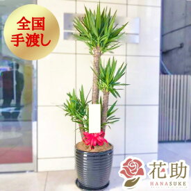 【送料無料・手渡しお届け】おまかせ観葉植物 大型 開店祝い 花助が厳選した花屋の陶器入りおまかせ観葉植物　30000円 大型(高さ180cm前後※目安) 無料ラッピング 日時指定可能 移転祝い 引越し祝い リニューアル 配送無料 名札またはカード付き 画像報告