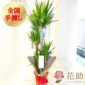 開店祝い 花 観葉植物の人気商品 通販 価格比較 価格 Com