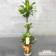 【送料無料・手渡しお届け】開店祝い 大型 フラワーコンシェルジュが厳選した花屋のおまかせ観葉植物　15…