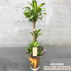 【送料無料・手渡しお届け】開店祝い 大型 フラワーコンシェルジュが厳選した花屋のおまかせ観葉植物　15000円　(高さ180cm※目安) 　対応　無料ラッピング 日時指定可能 移転祝い 引越し祝い 全国配達 配送無料 名札またはカード付き 画像報告