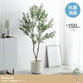 【高さ150cm】Nature 光触媒人工観葉植物 オリーブ グリーン