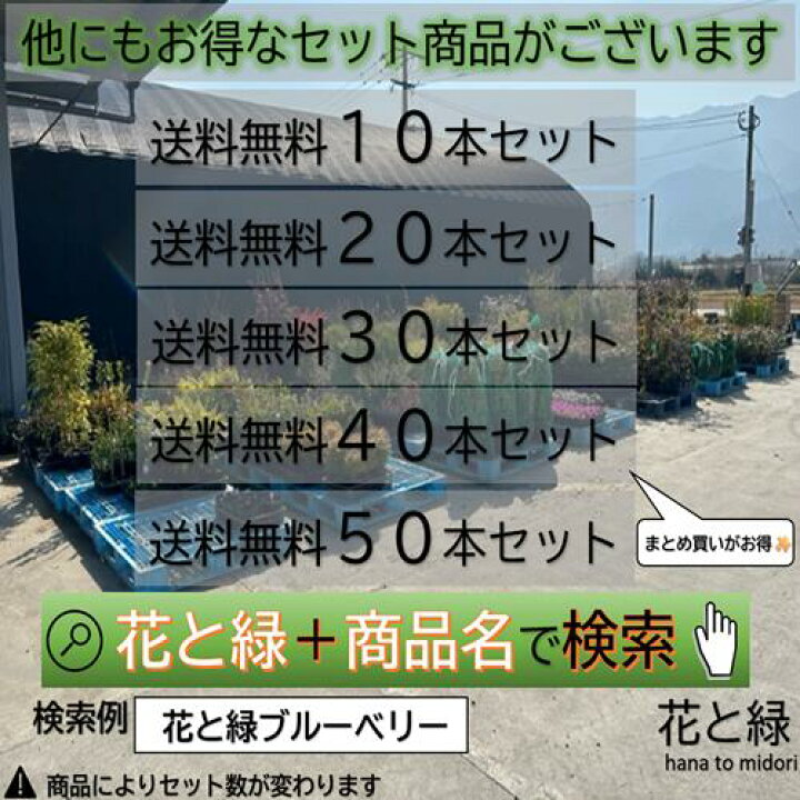 楽天市場】【送料無料】【20本セット】 ラカンマキ 樹高0.3m前後 10.5 ラカンマキ20本
