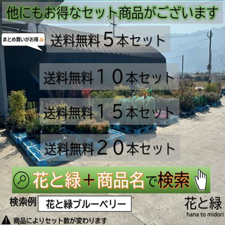 楽天市場】【送料無料】【2鉢セット】 クロチク 樹高1.5m前後 30cm鉢 