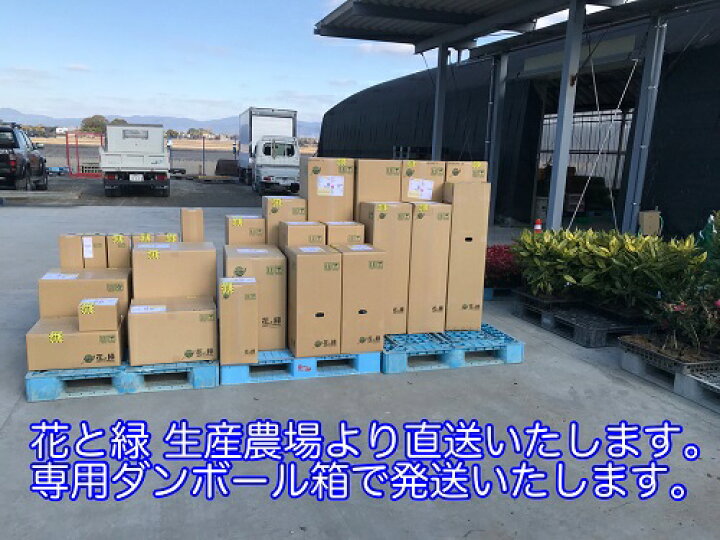 リピア ヒメイワダレソウ 9cmポット グランドカバー 低木 岩垂草 下草 イワダレソウ 苗 ひめいわだれそう リッピア りぴあ 植木 寄せ植え 苗木