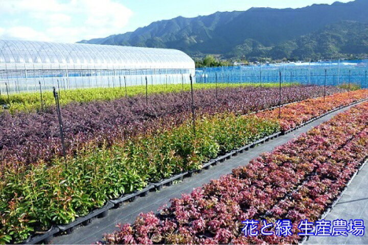 楽天市場 単 品 リュウノヒゲ 9cmポット りゅうのひげ 竜のひげ こちらは本物の竜のひげです 手入れが楽で玉竜に比べ葉が長いです 苗 植木 苗木 グランドカバー 下草 寄せ植え 低木 花と緑