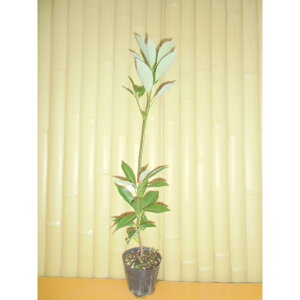 y P i z ^umL 0.3mO 10.5cm|bg Ԃ̂  c A c  _ Rѕc ډB