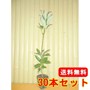 yzy30{Zbgz ^umL 0.3mO 10.5cm|bg Ԃ̂  c A c  _ Rѕc ډB