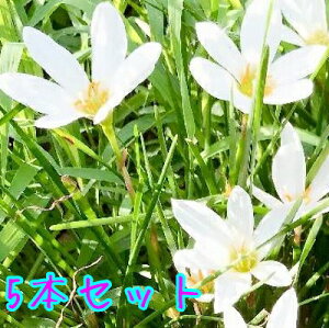yzy5{Zbgz ^}X_ / 9.0cm|bg ܂ ʗ c A c  OhJo[  񂹐A 