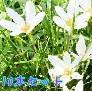 yzy10{Zbgz ^}X_ / 9.0cm|bg ܂ ʗ c A c OhJo[  񂹐A 