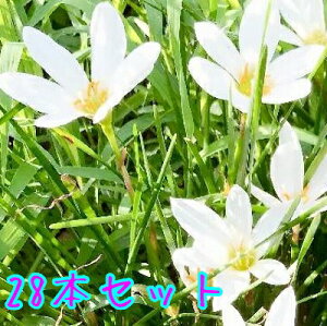 寄せ植え セット 苗の人気商品 通販 価格比較 価格 Com