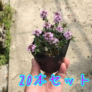 ハーブ タイム 花 苗の人気商品 通販 価格比較 価格 Com ハーブ タイム 花 苗の人気商品 通販 価格比較 価格 Com