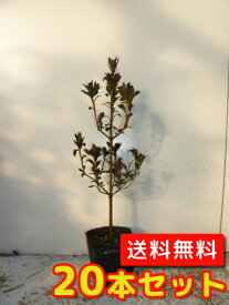 楽天市場 ドウダンツツジ 苗木の通販 楽天市場 ドウダンツツジ 苗木の通販