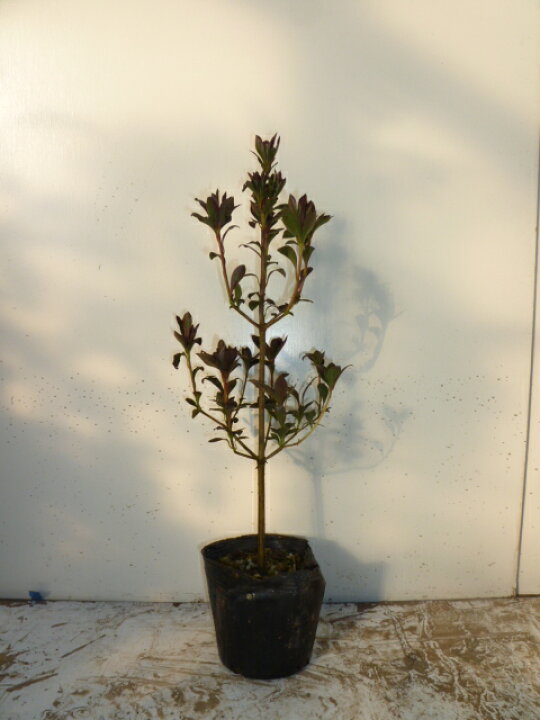 楽天市場 単 品 ドウダンツツジ 樹高0 3m前後 10 5cmポット どうだんつつじ 灯台躑躅 苗 植木 苗木 生垣 目隠し 花と緑