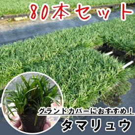 楽天市場 タマリュウ リュウノヒゲの通販