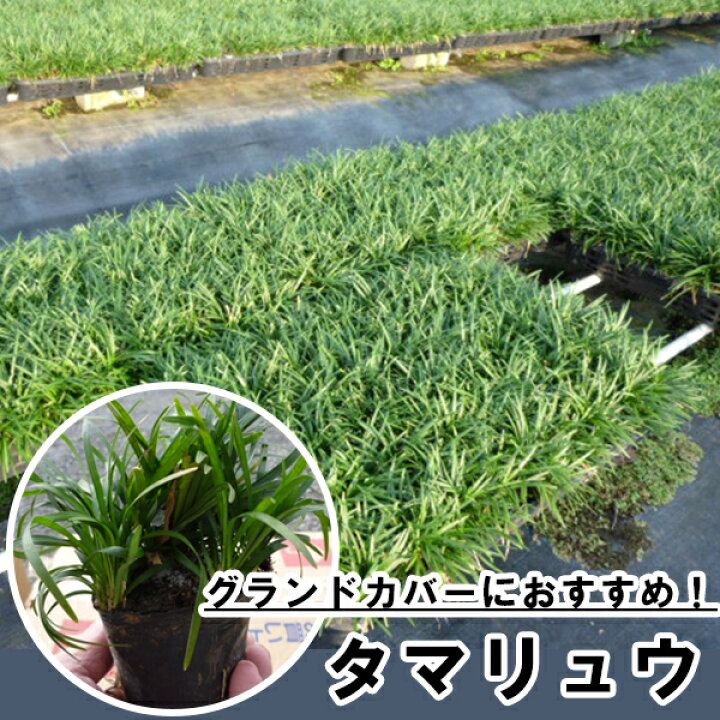 楽天市場 単 品 タマリュウ 7 5cmポット たまりゅう 玉竜 玉龍 竜の髭 蛇の髭 リュウノヒゲ 玉龍1ポットも別途販売中 苗 植木 苗木 グランドカバー 下草 寄せ植え 低木 花と緑