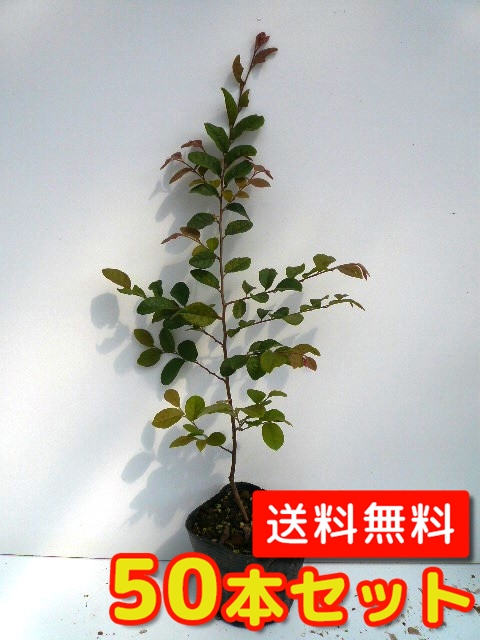 トキワマンサク（青葉白花） 樹高1.2m前後 18cmポット （4本セット）（T1送料無料） 苗 植木 苗木