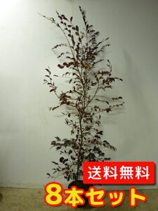 トキワマンサクの通販 価格比較 価格 Com