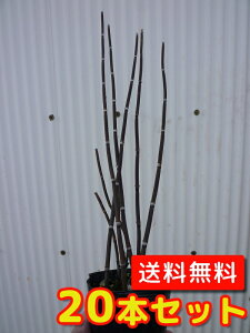 植木 盆栽 トクサの通販 価格比較 価格 Com