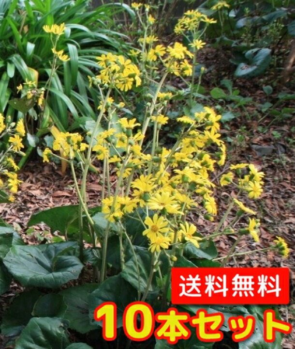 楽天市場 送料無料 10本セット ツワブキ 10 5cmポット つわぶき 石蕗 艶蕗 苗 植木 苗木 グランドカバー 下草 寄せ植え 低木 花と緑