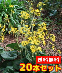 【送料無料】【20本セット】 ツワブキ / 10.5cmポット つわぶき 石蕗 艶蕗 苗 植木 苗木 グランドカバー 下草 寄せ植え 低木