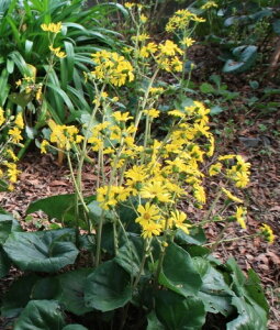 y P i z cuL / 10.5cm|bg Ԃ Ε  c A c  OhJo[  񂹐A 