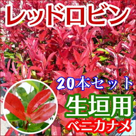楽天市場 ベニカナメの通販