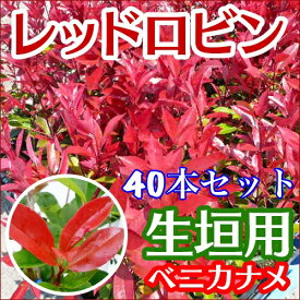 楽天市場 カナメ 苗の通販