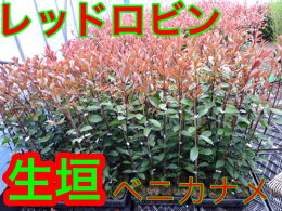 レッドロビン・樹高0.8m前後10.5cmポット【別途、お買い得セット商品あり】/生垣用【大好評の添え木付き】ベニカナメ大好評の添え木付