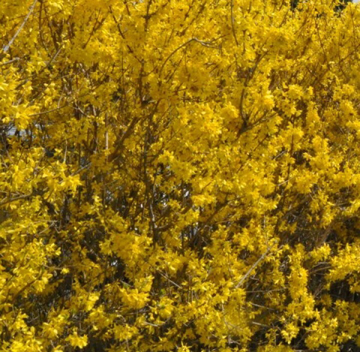 楽天市場 送料無料 本セット レンギョウ 樹高0 3m前後 15cmポット れんぎょう 連翹 落葉 低木 花木 苗 植木 苗木 生垣 目隠し 花と緑